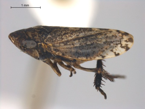 Aphrodes bicinctus femlae